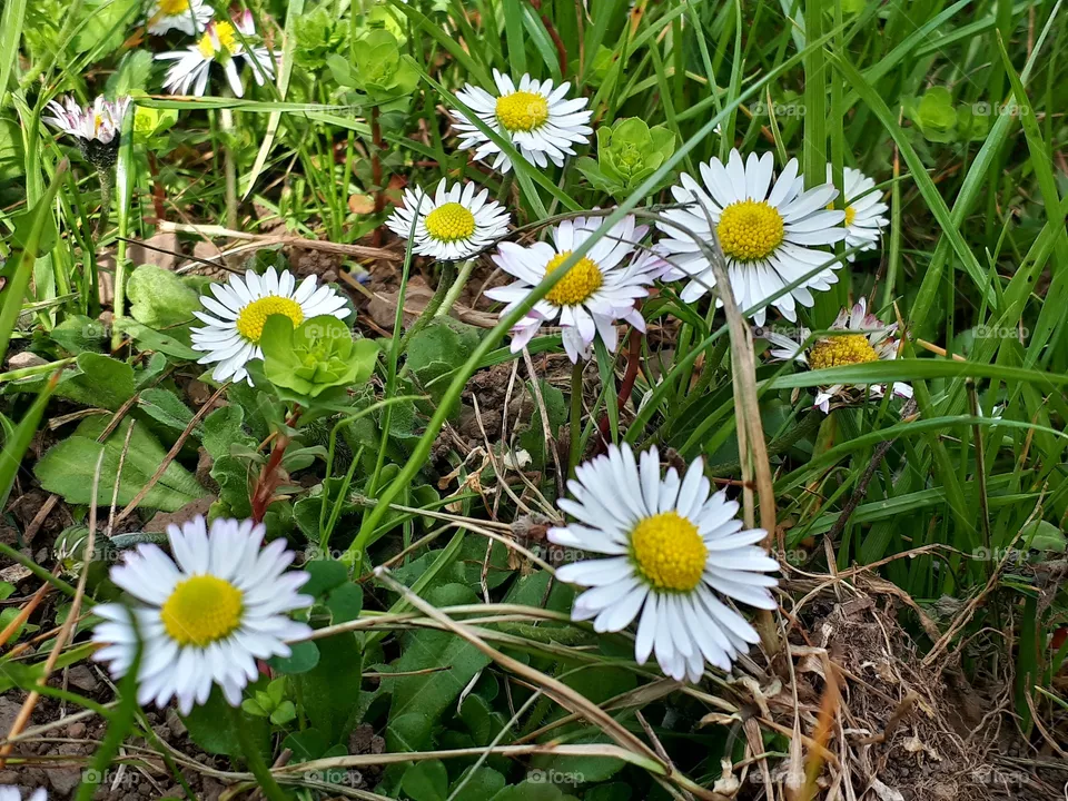 daisy