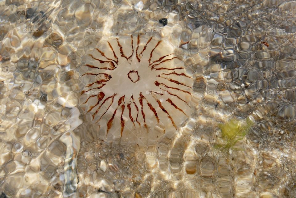 Jellyfish underwater 