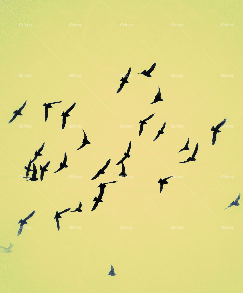 Birds in flight