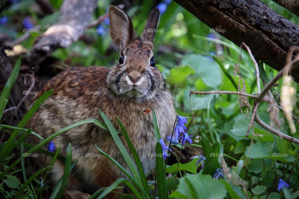 Bunny in spring