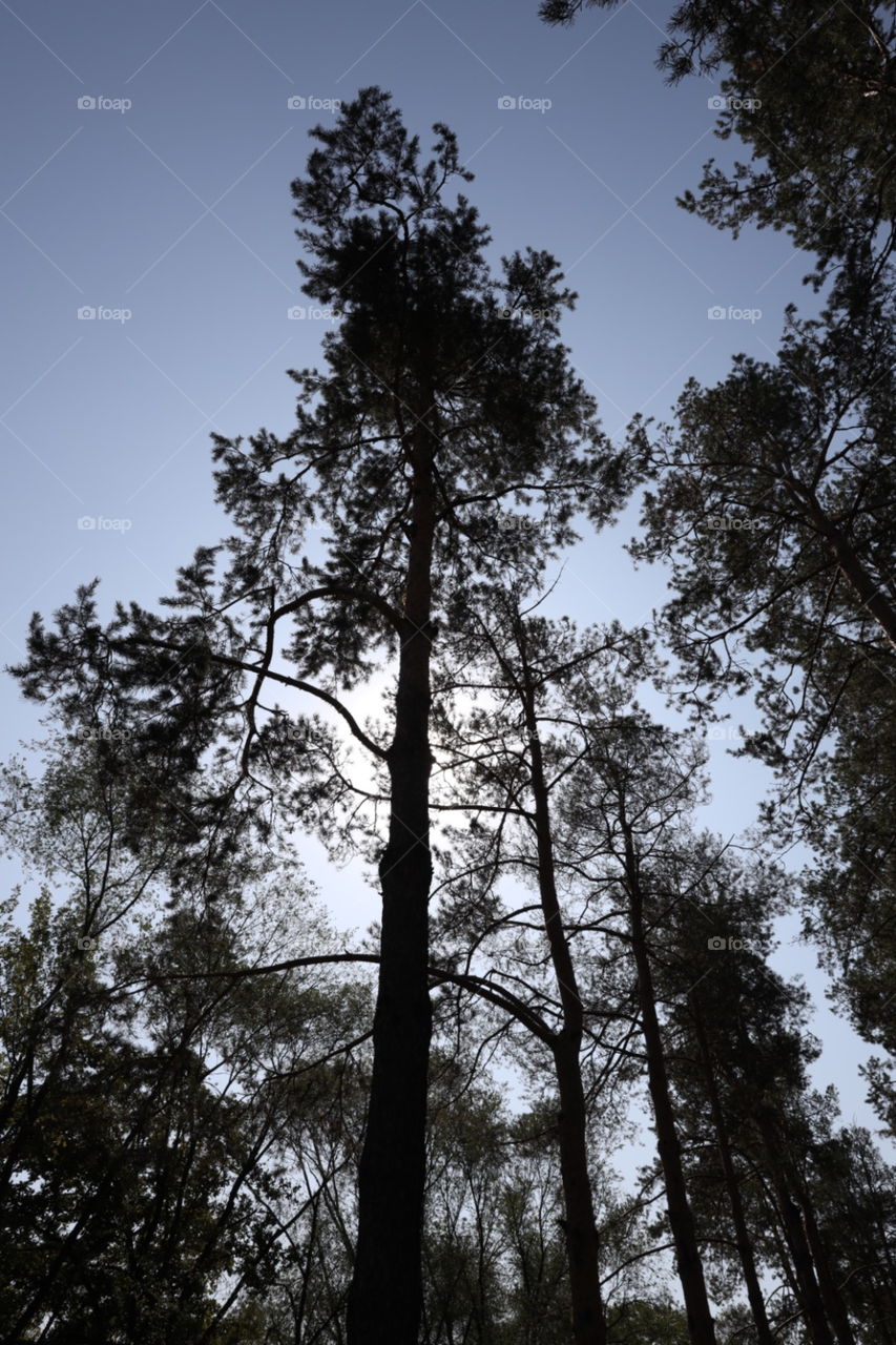 tops of pine trees against the sun