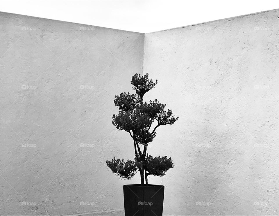 A Tree by the Corner