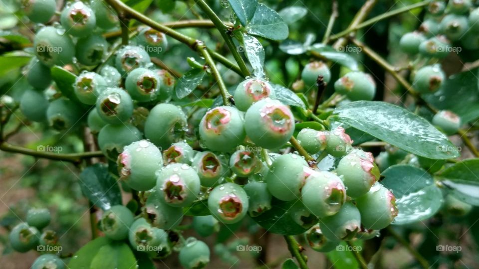 Fruit, Nature, Leaf, No Person, Food