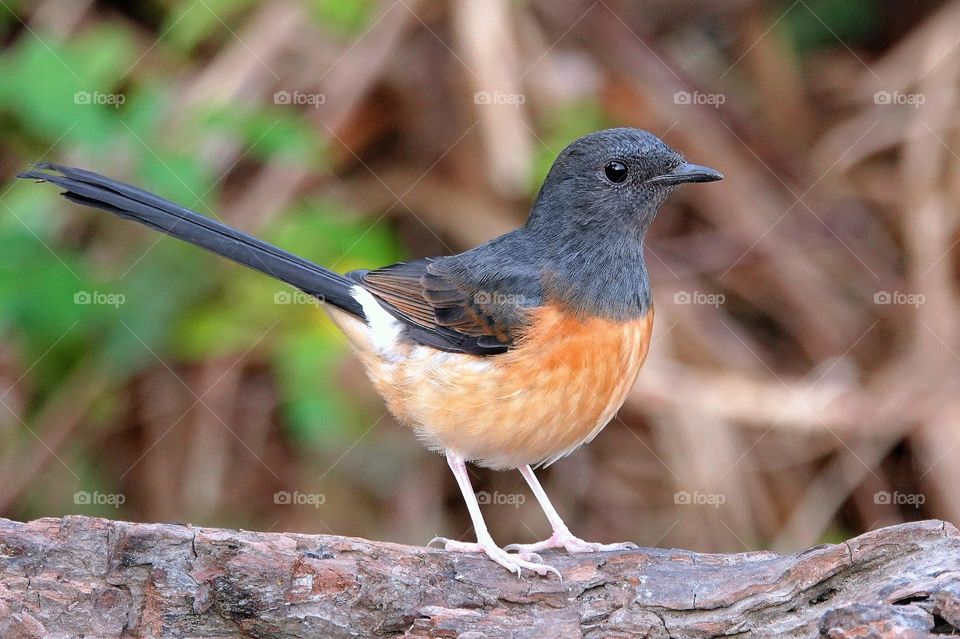 Beautiful and cute bird