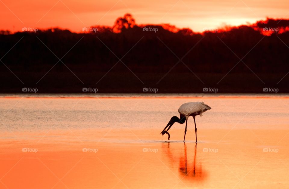 Tuiuiú pescando em lago no Pantanal Sul durante o pôr do Sol