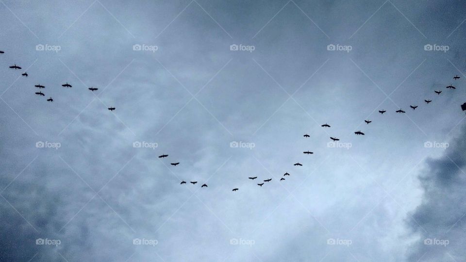 Bird migration in the rainy season