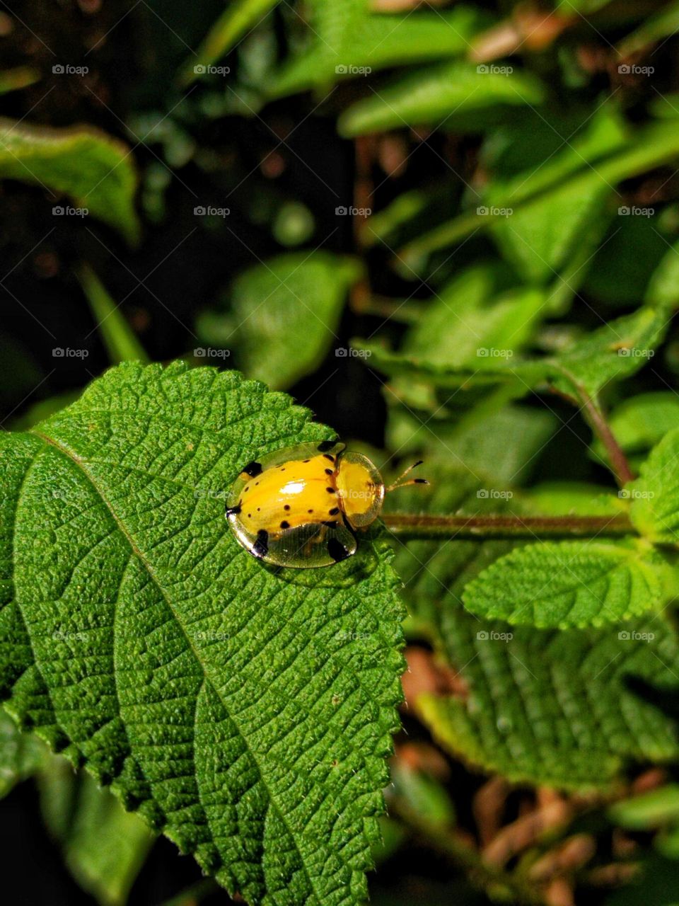 A transparent wings yellow insect.