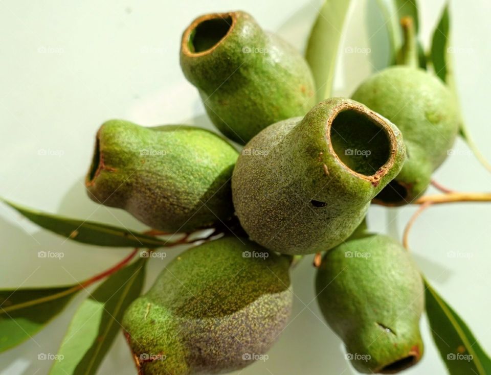 Eucalyptus gumtree nuts!