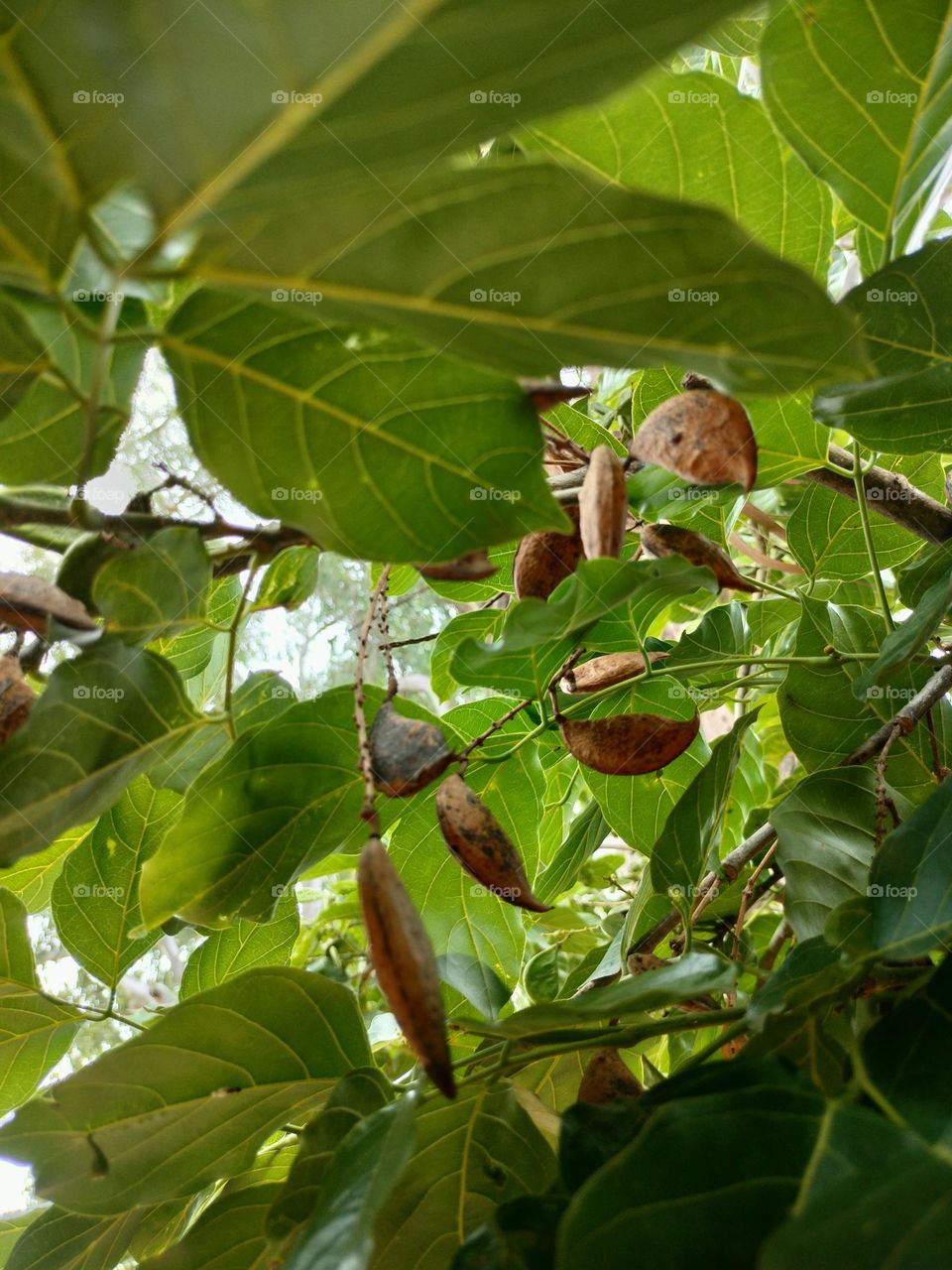 Unique Tree Fruits