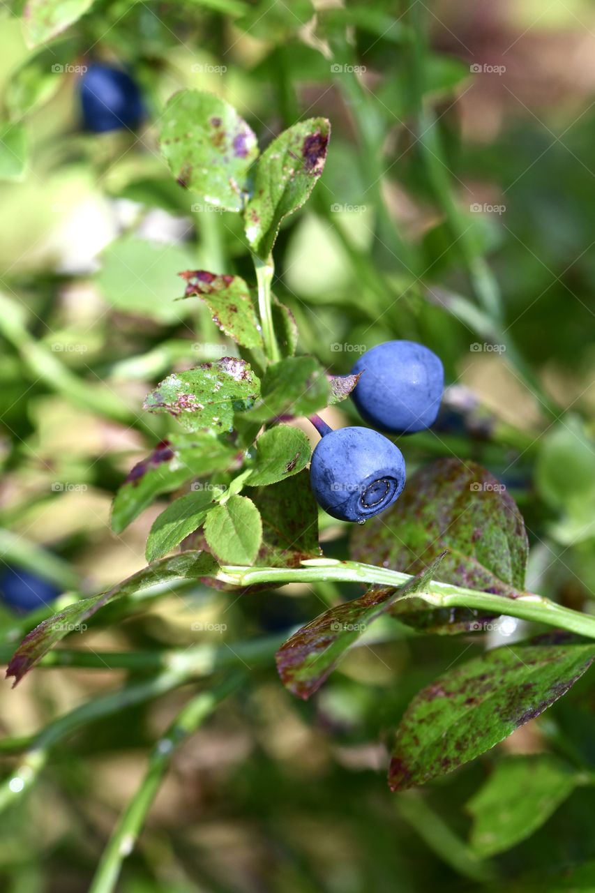 Closeup macro of wild blueberries 