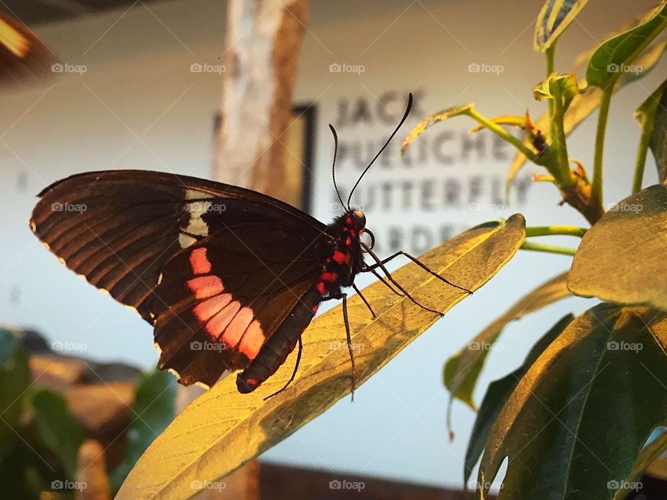 Butterfly on leaf