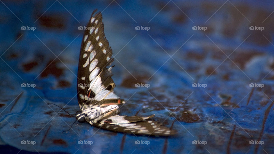 Beautiful even when gone