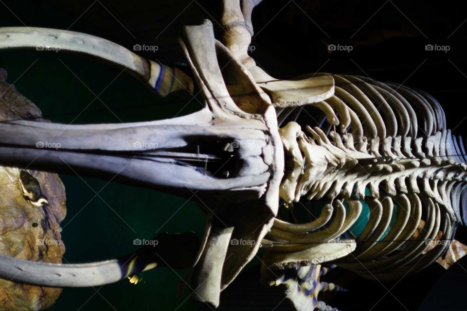 Whale skeleton