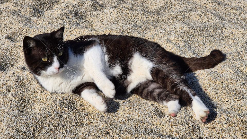Cat on the beach