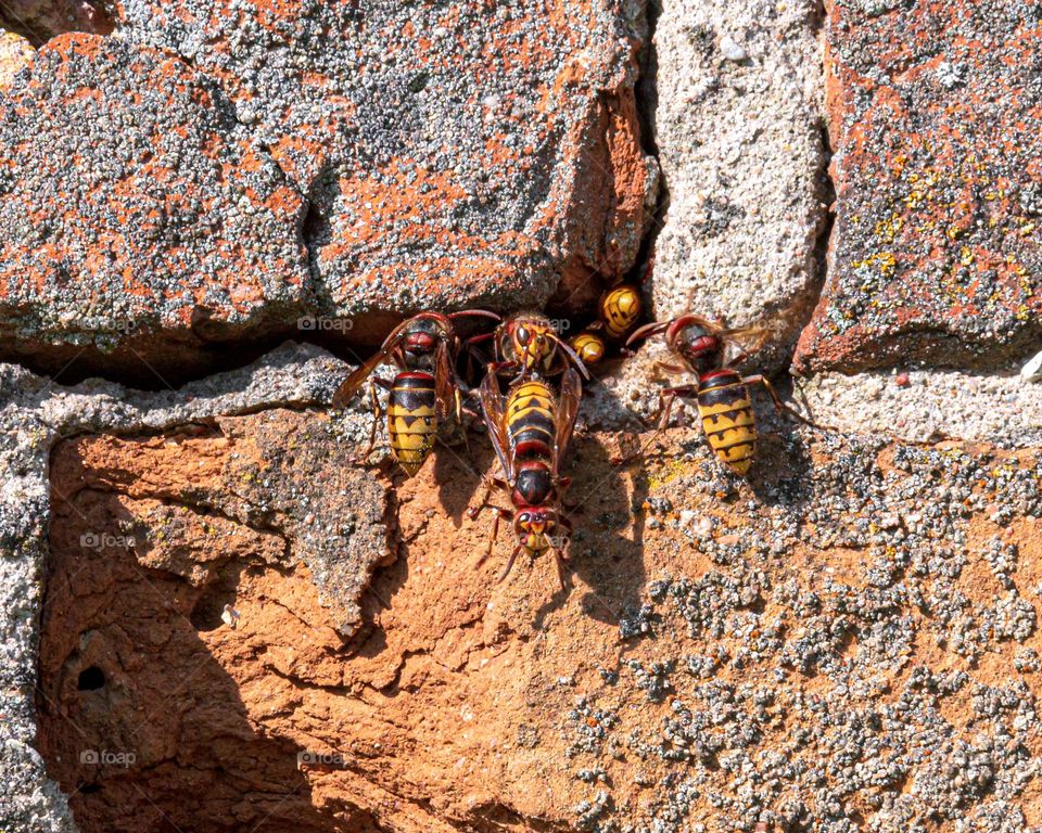 European hornet (Vespa crabro). Hornets entering nest built in brick wall.