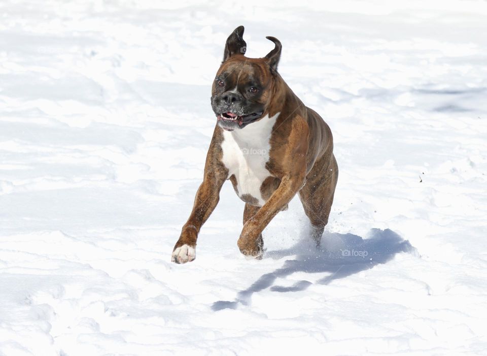 Boxer in snow 