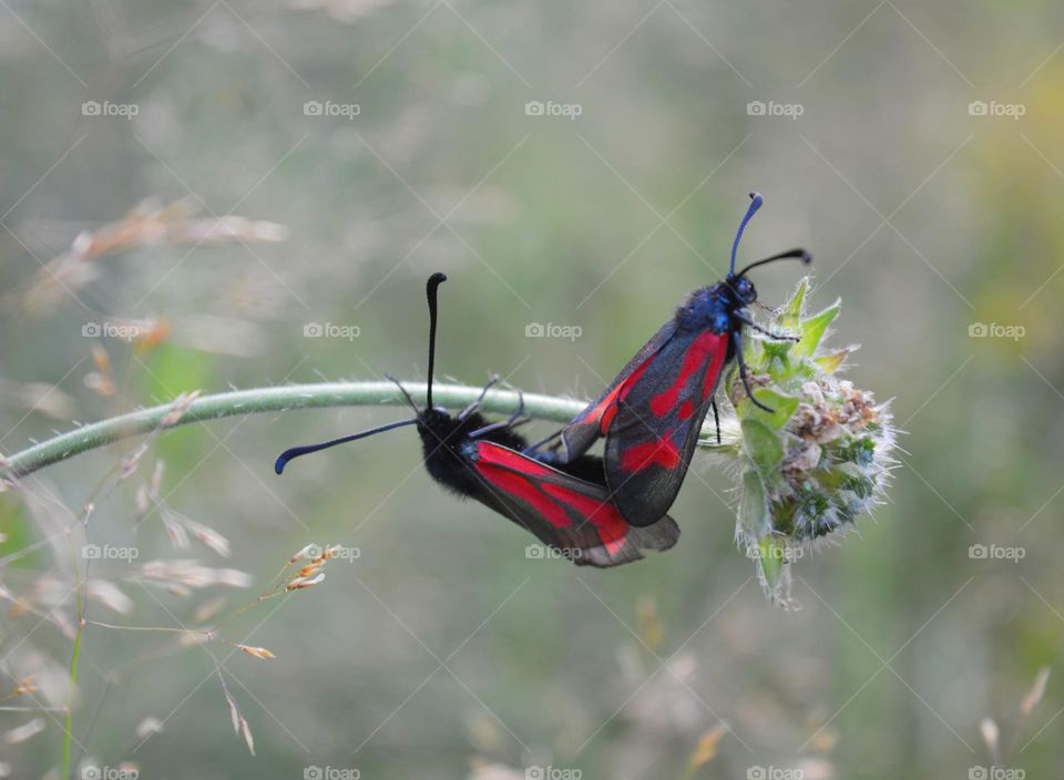 two beetle butterflies love in the green grass summer time