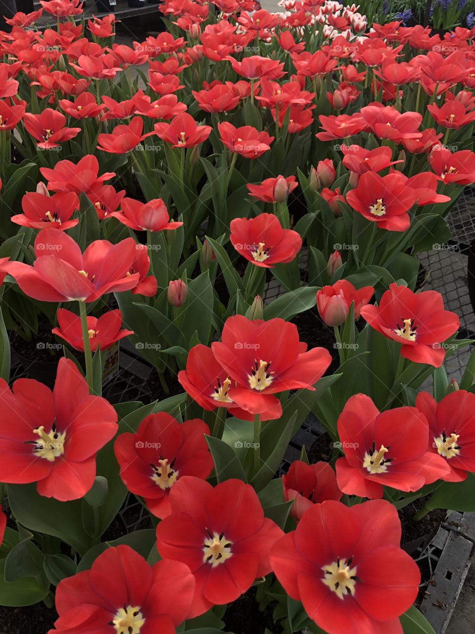 Bright red closeup of many blooming tulips