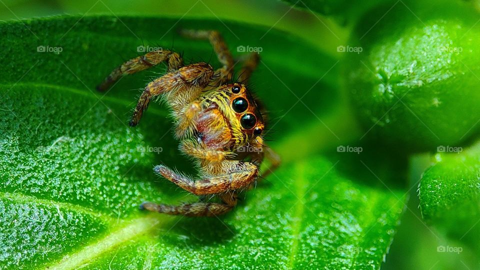 Surprised spider, Spider got surprised by the intruder, spider got surprised by seeing the camera, surprise visit