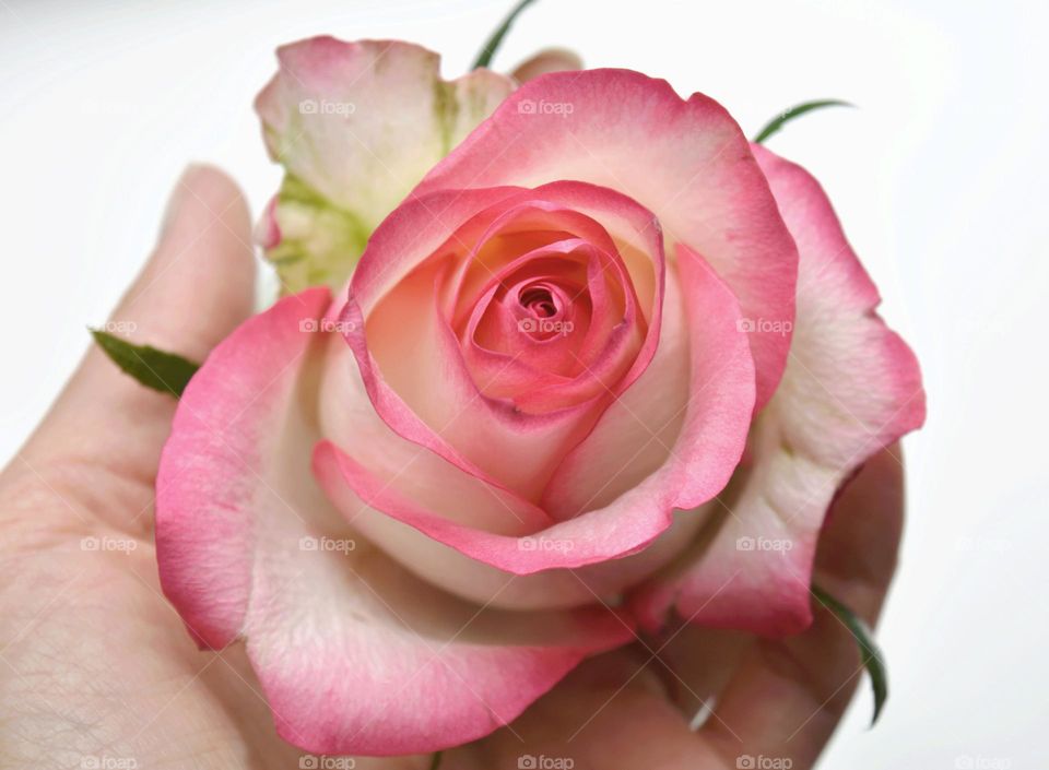 pink rose flower in the hand, Barbie style