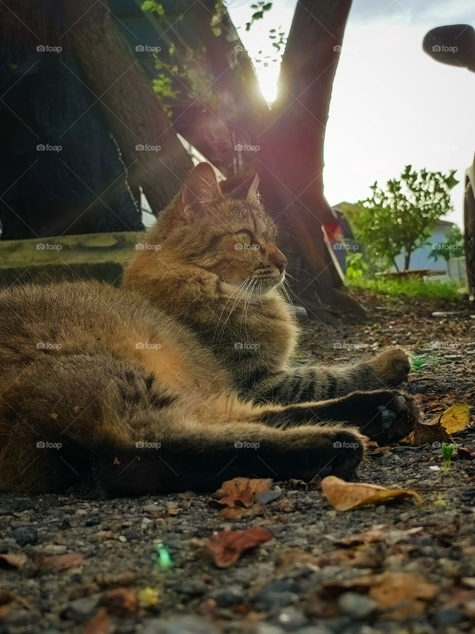 cat with sunset