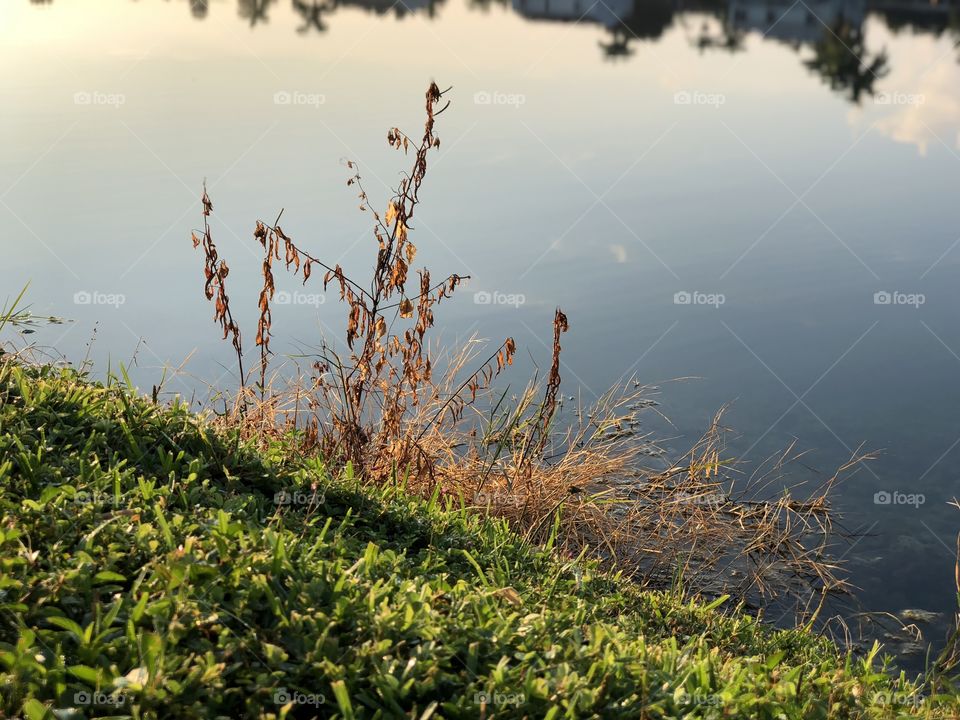 Dry grass by the lakeside