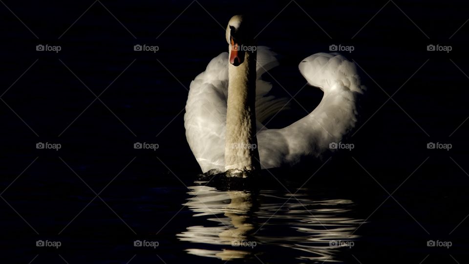 Swan