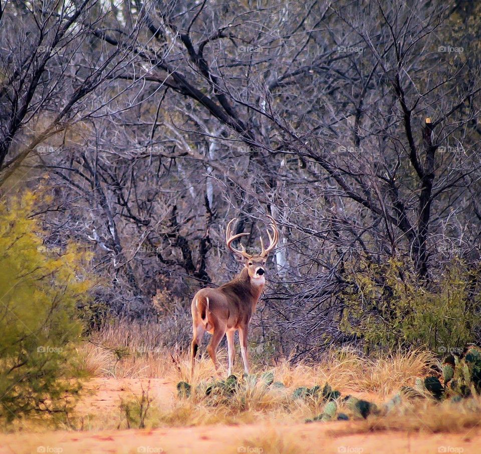 Nature's finest buck