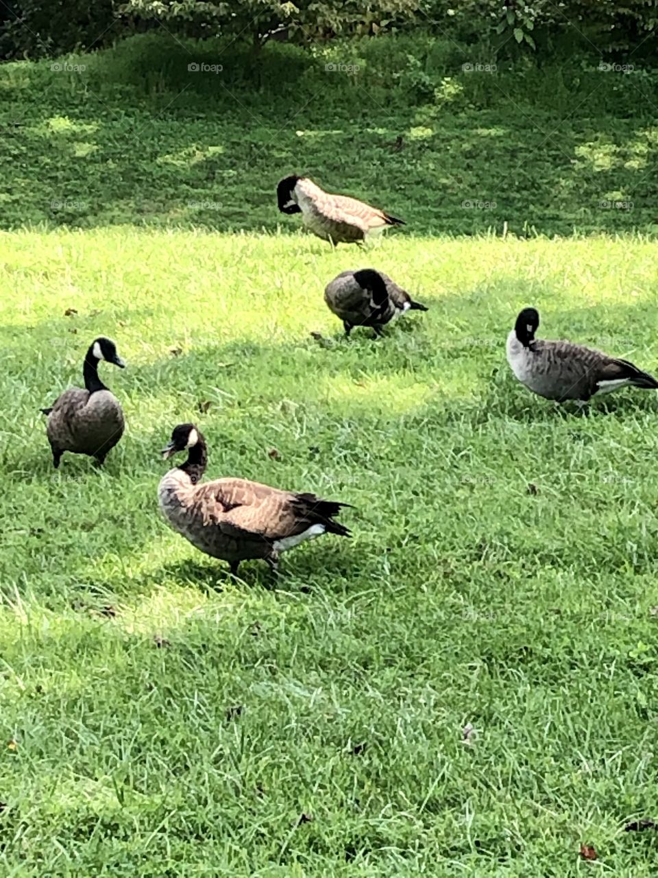 Canada geese at the lake 