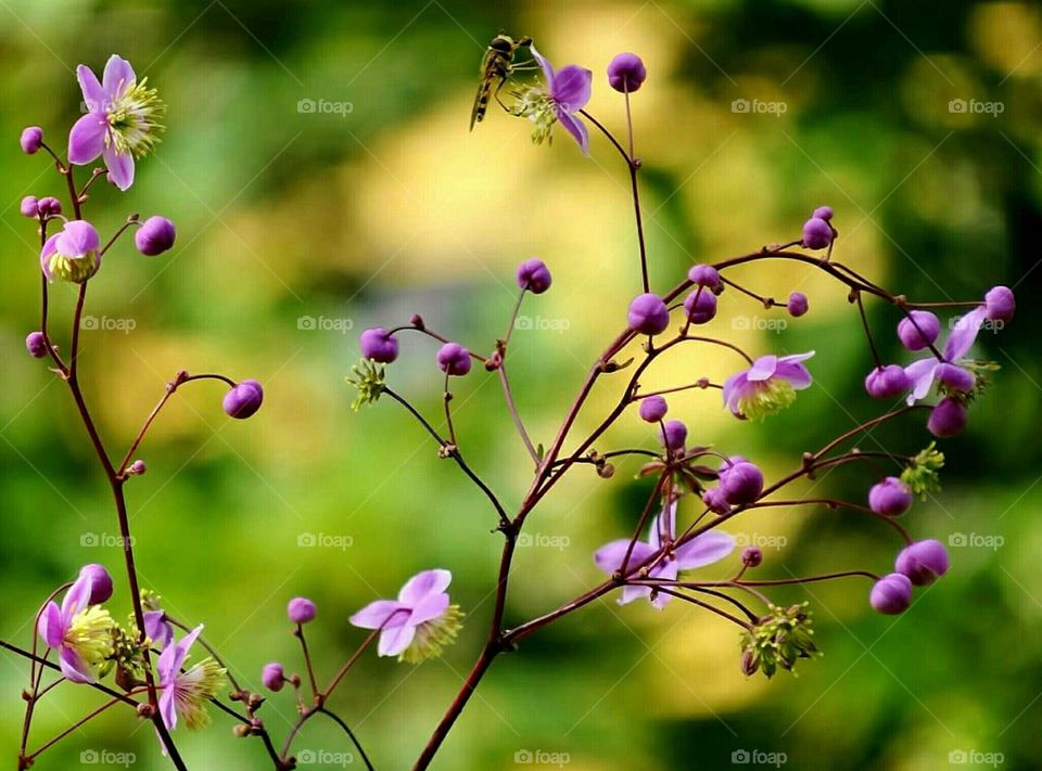 Pink flowers with bee