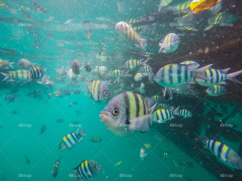 View of fishes swimming underwater