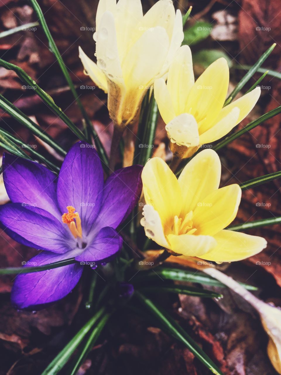 Crocuses