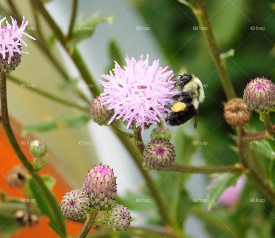 Bee with pollen on a purple flower