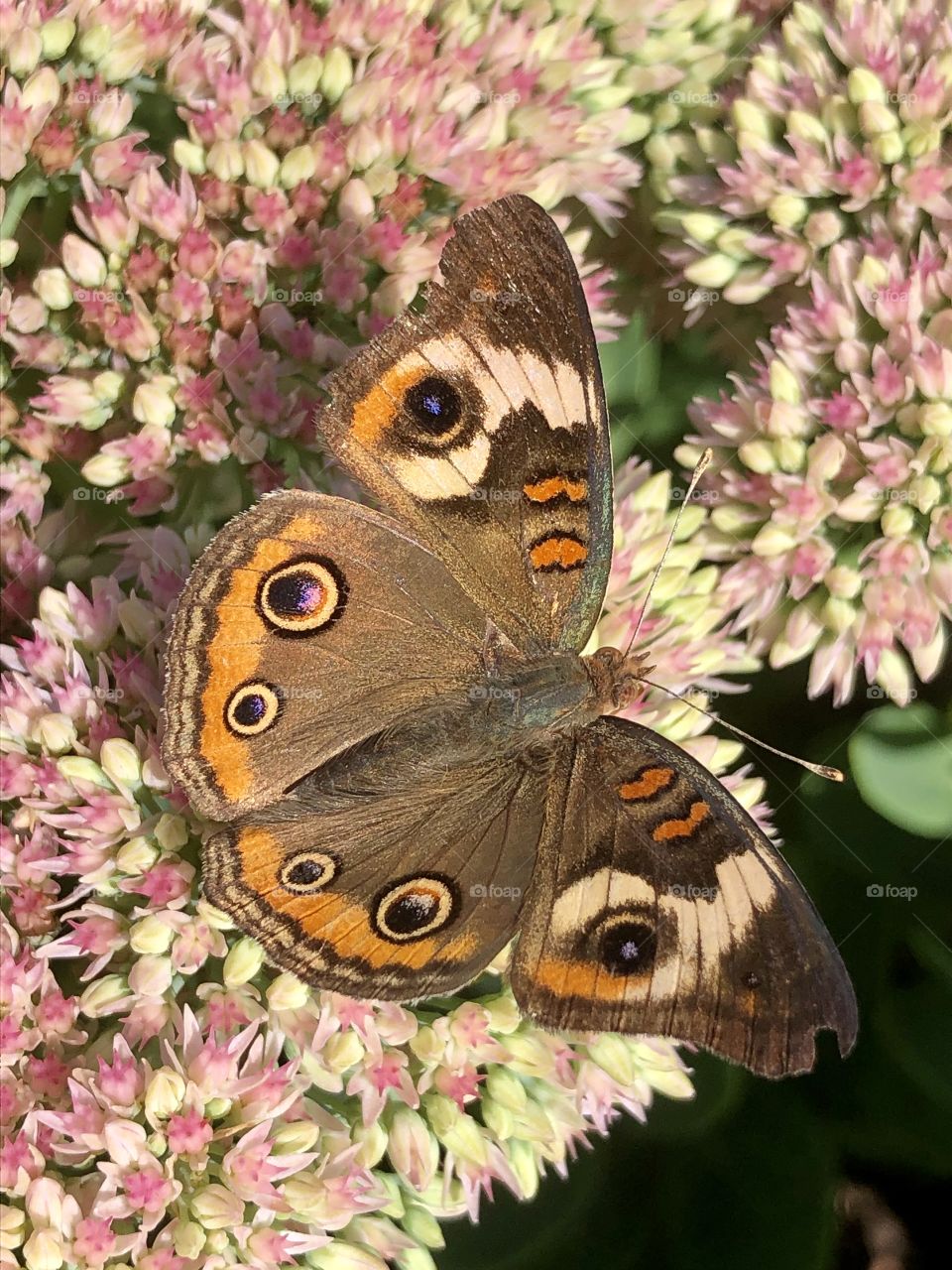 Painted lady butterfly and sedum nature 