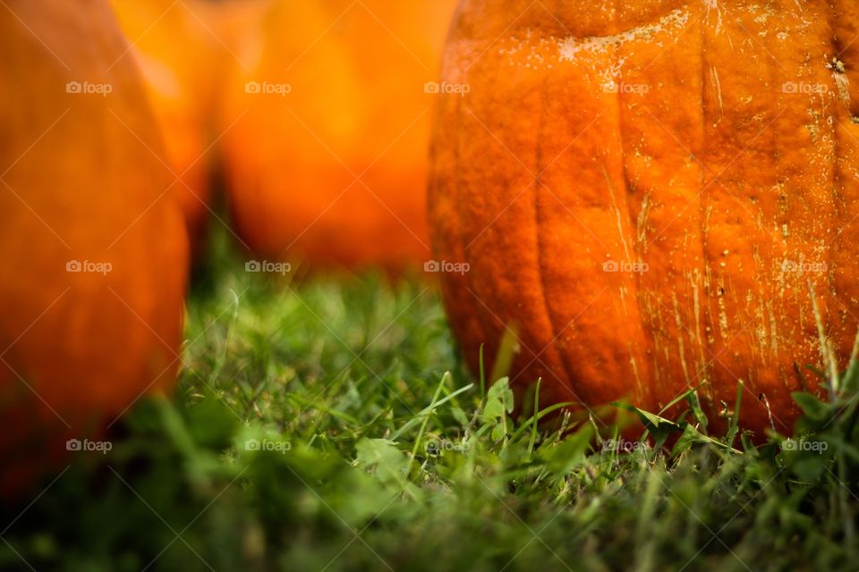Pumpkins on grassy field