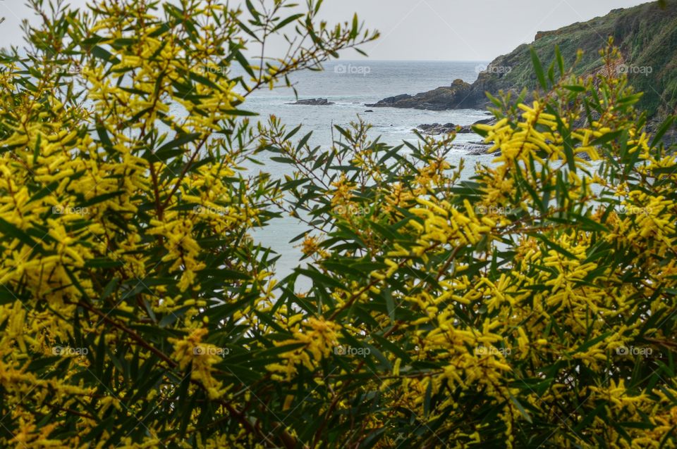 Yellow mimosa flowers. Yellow mimosa flowers