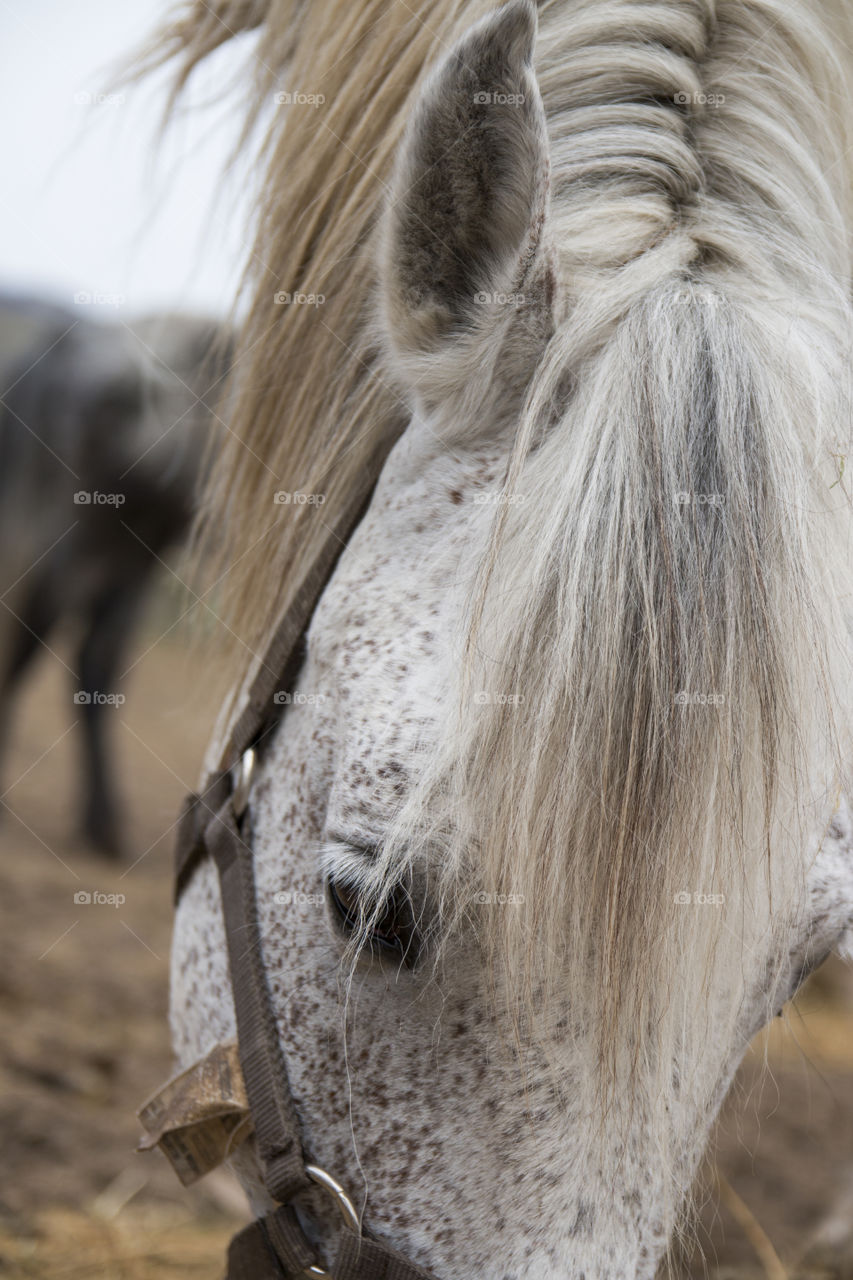 white  horse