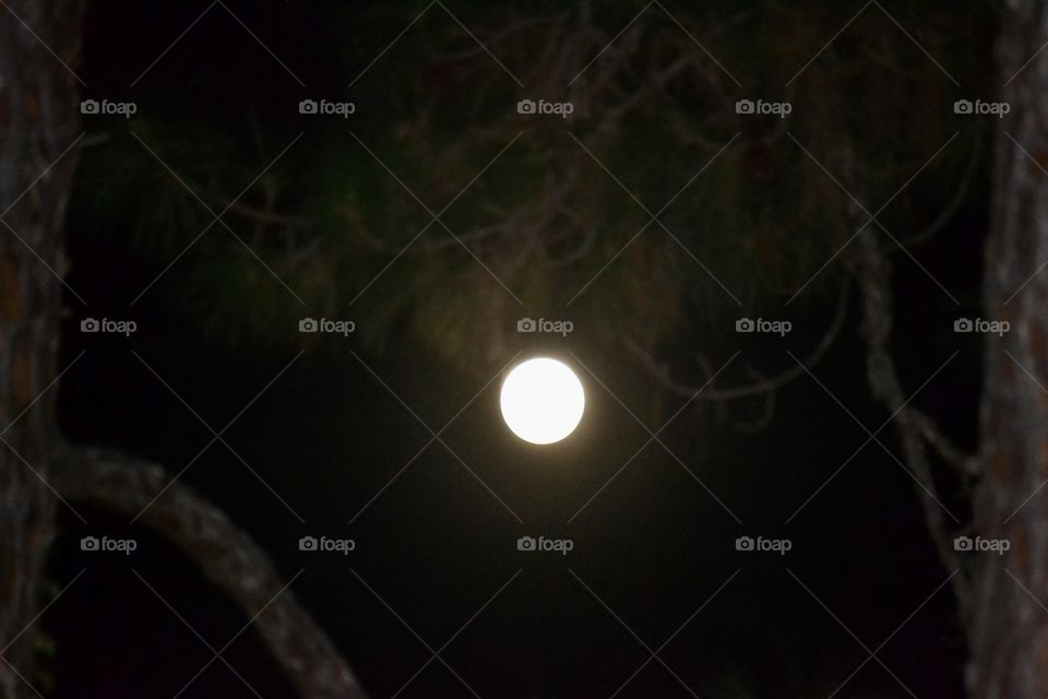 A bright full moon against a black night sky with silhouettes of tree branches in the foreground 