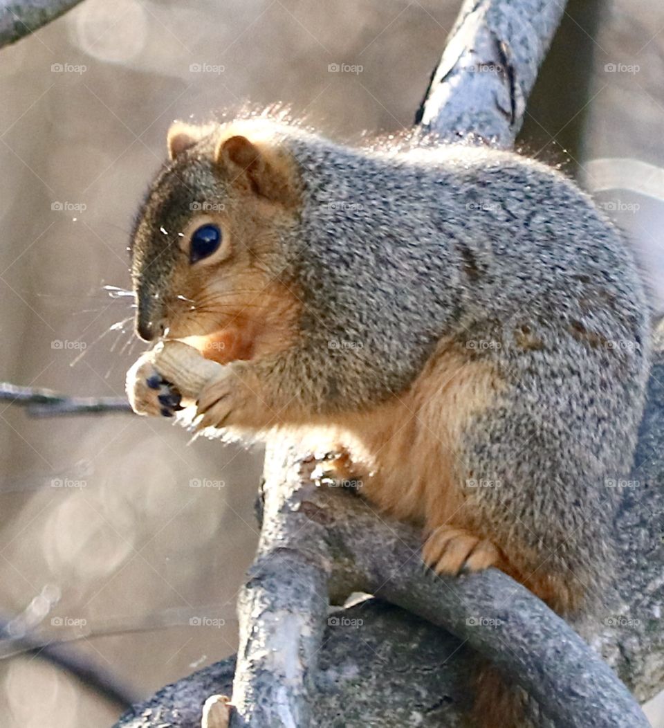 Squirrel with backlighting on a branch eating a peanut 