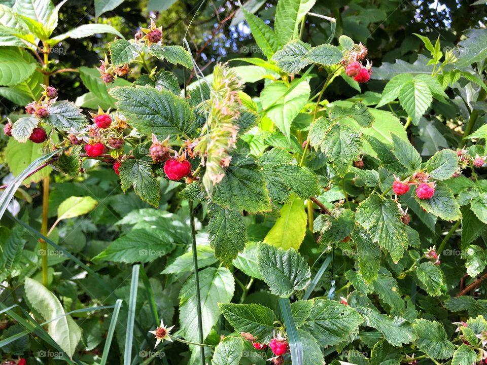 Wild raspberry. Wild raspberries in a forrest in Sweden