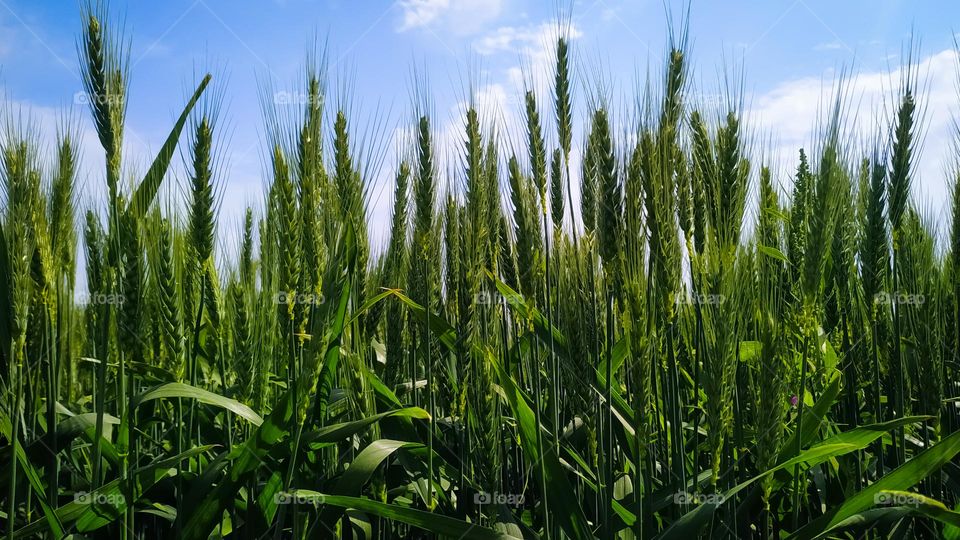 green wheat field and cloudy sky