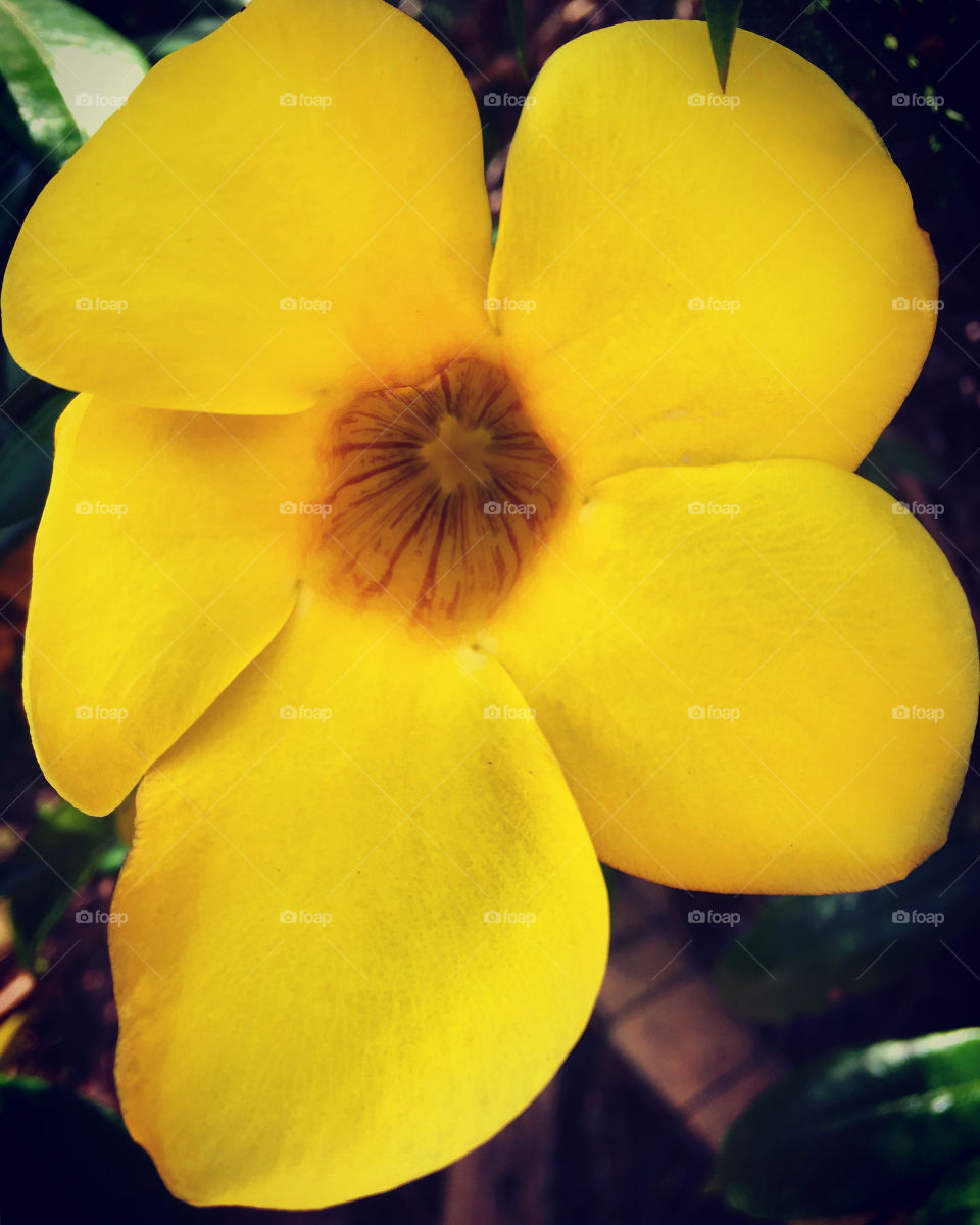 🌺Fim de #cooper!
Suado, cansado e feliz, alongando e curtindo a beleza das #flores. Hoje, com #hibisco amarelo.
🏁
#corrida #treino #flor #flower #flowers #pétalas #pétala #jardim #jardinagem #garden #flora #run #running #esporte #alongamento