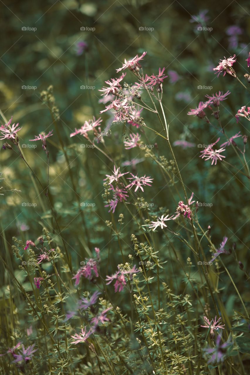 Field of purple wildflowers 