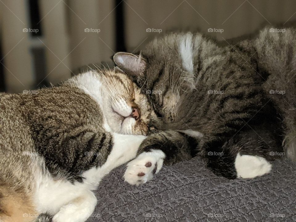 Two cats snuggling