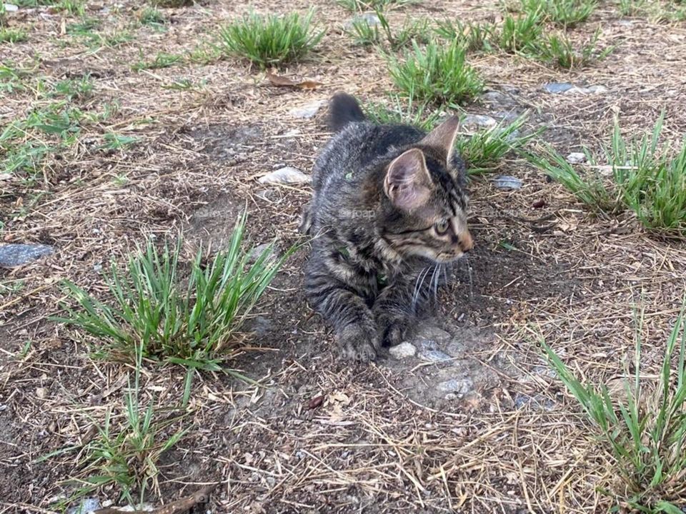 cat in nature