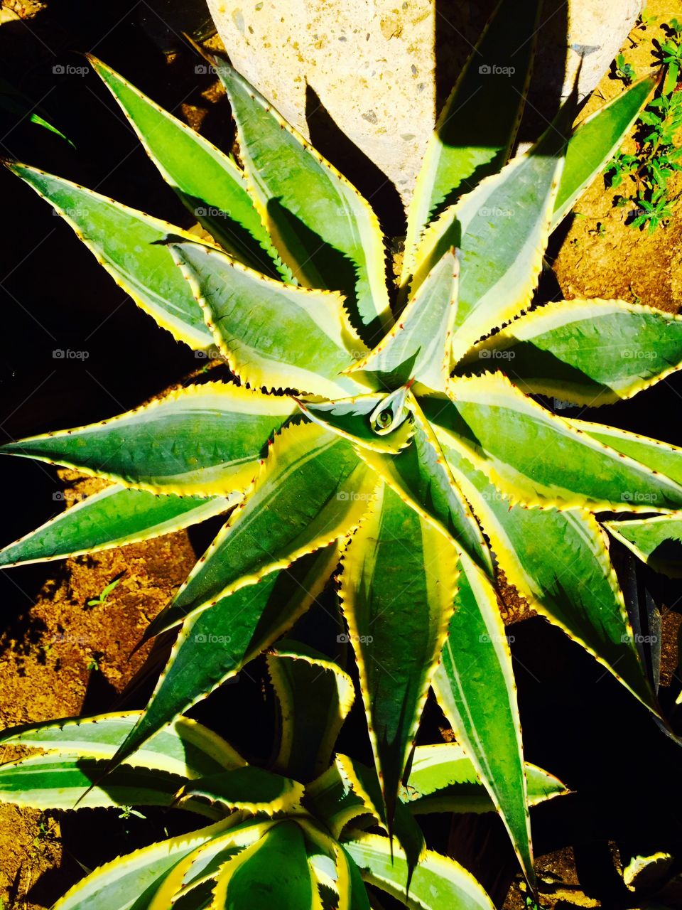 Agave plant 