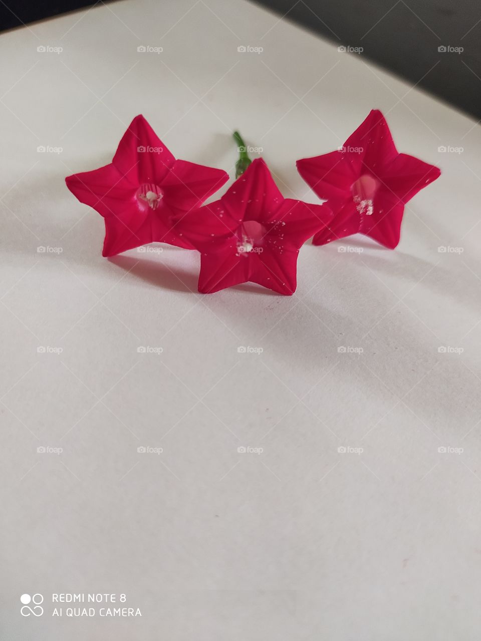 ganesh vela english name ipomoea quamocit  red beauty of flowers