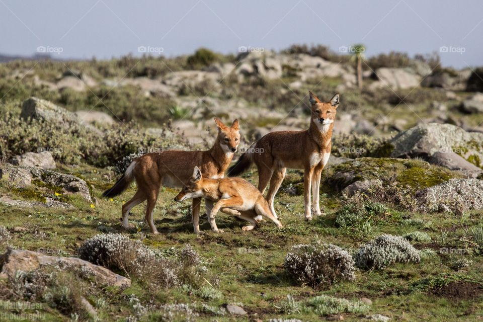 Ethiopian wolf 14