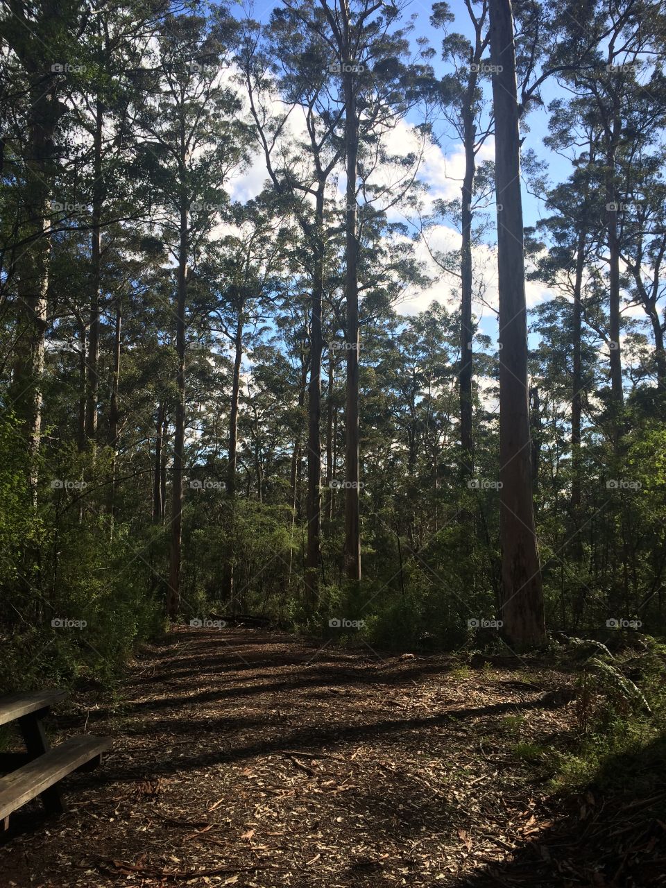 Taken in Gloucester National Park. 180km from Perth. These are the second largest trees in the world behind the Redwoods in California. 