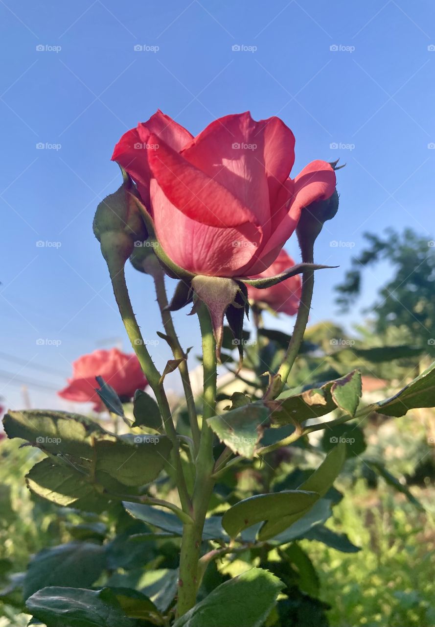 🌹 🇺🇸 Very beautiful flowers to brighten our day.  Live nature and its beauty. Did you like the delicate petals? / 🇧🇷 Flores muito bonitas para alegrar nosso dia. Viva a natureza e sua beleza. Gostaram das pétalas delicadas? 